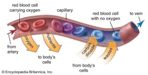 red blood cells function