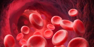 red blood cells function